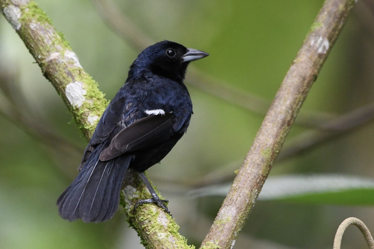 Ruby-crowned Tanager - ML646424995