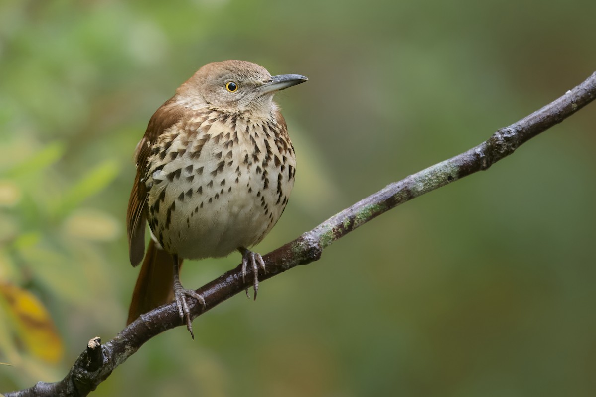 Cuitlacoche Rojizo - ML646424996