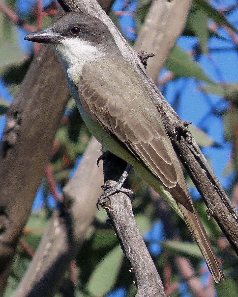 Thick-billed Kingbird - ML646424997