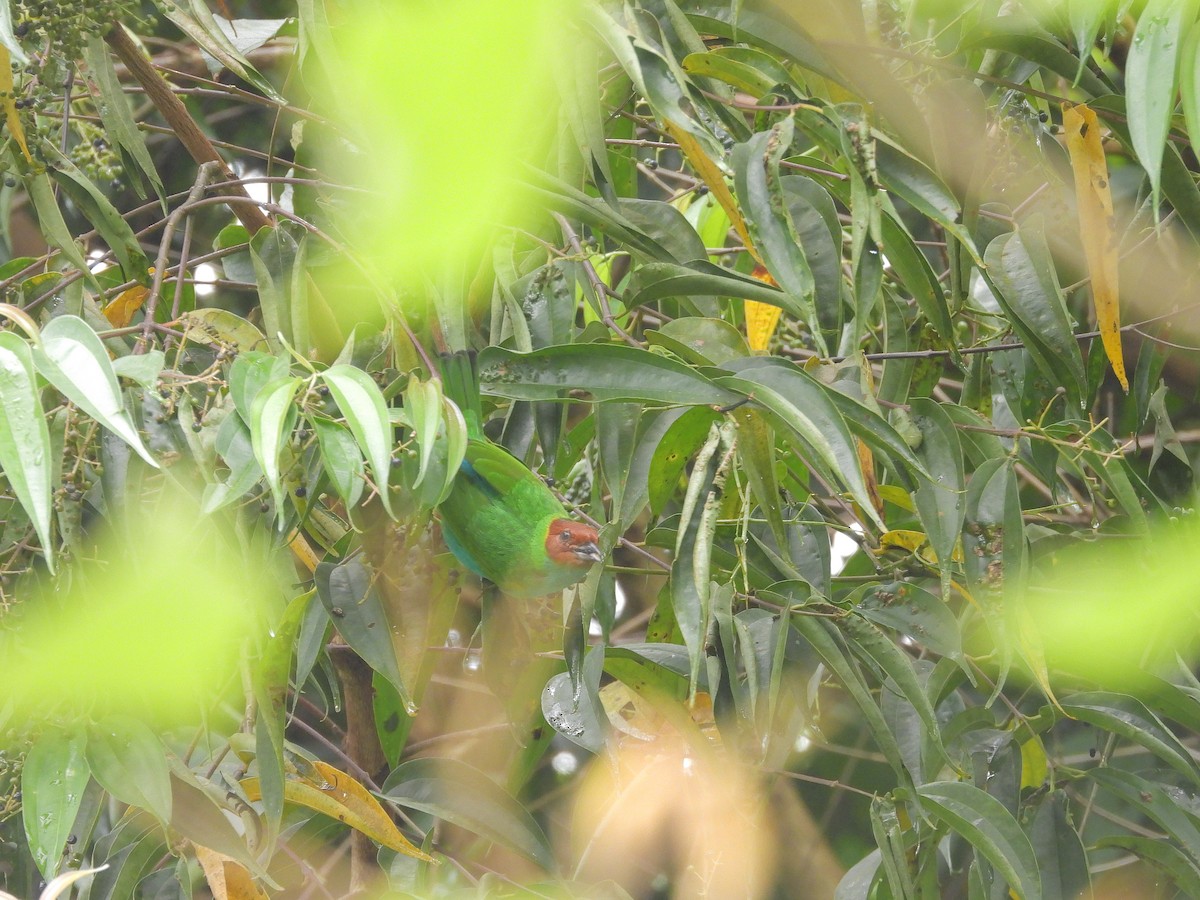 Bay-headed Tanager - ML646424998