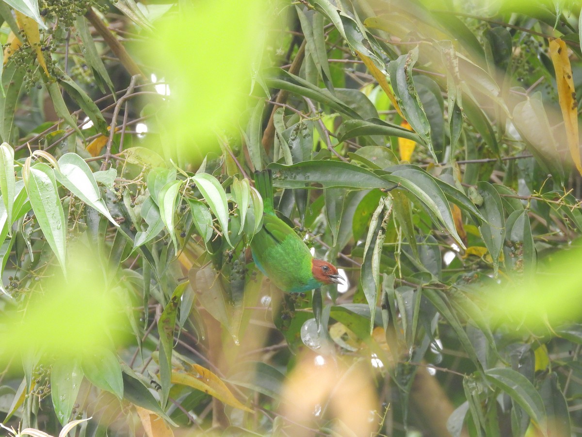 Bay-headed Tanager - ML646424999