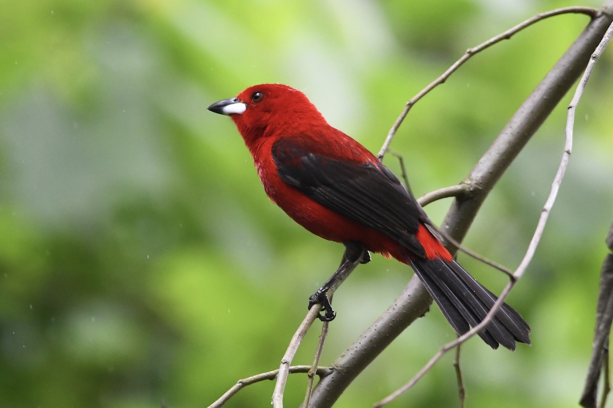 Brazilian Tanager - ML646425002