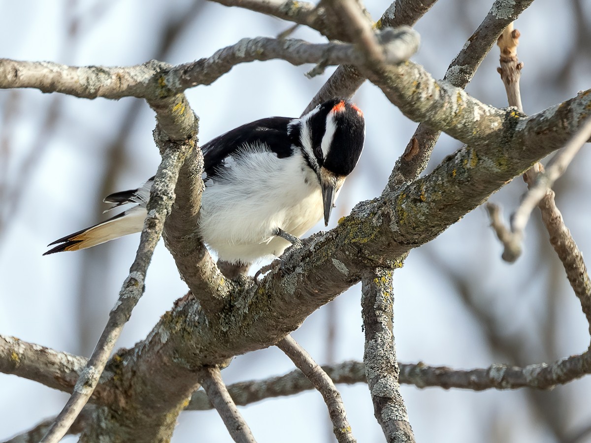 Hairy Woodpecker - ML646425003