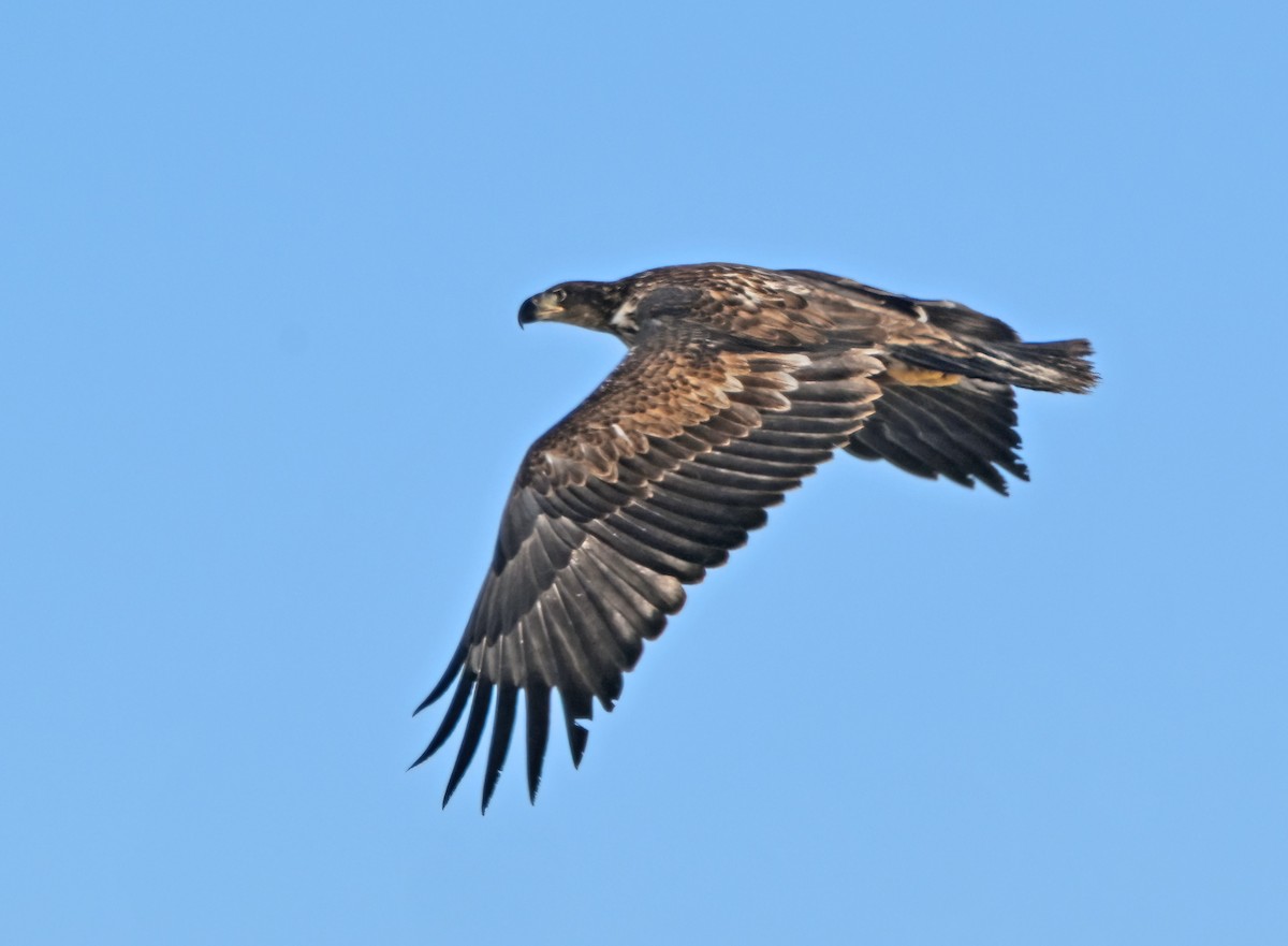 Bald Eagle - ML646425004
