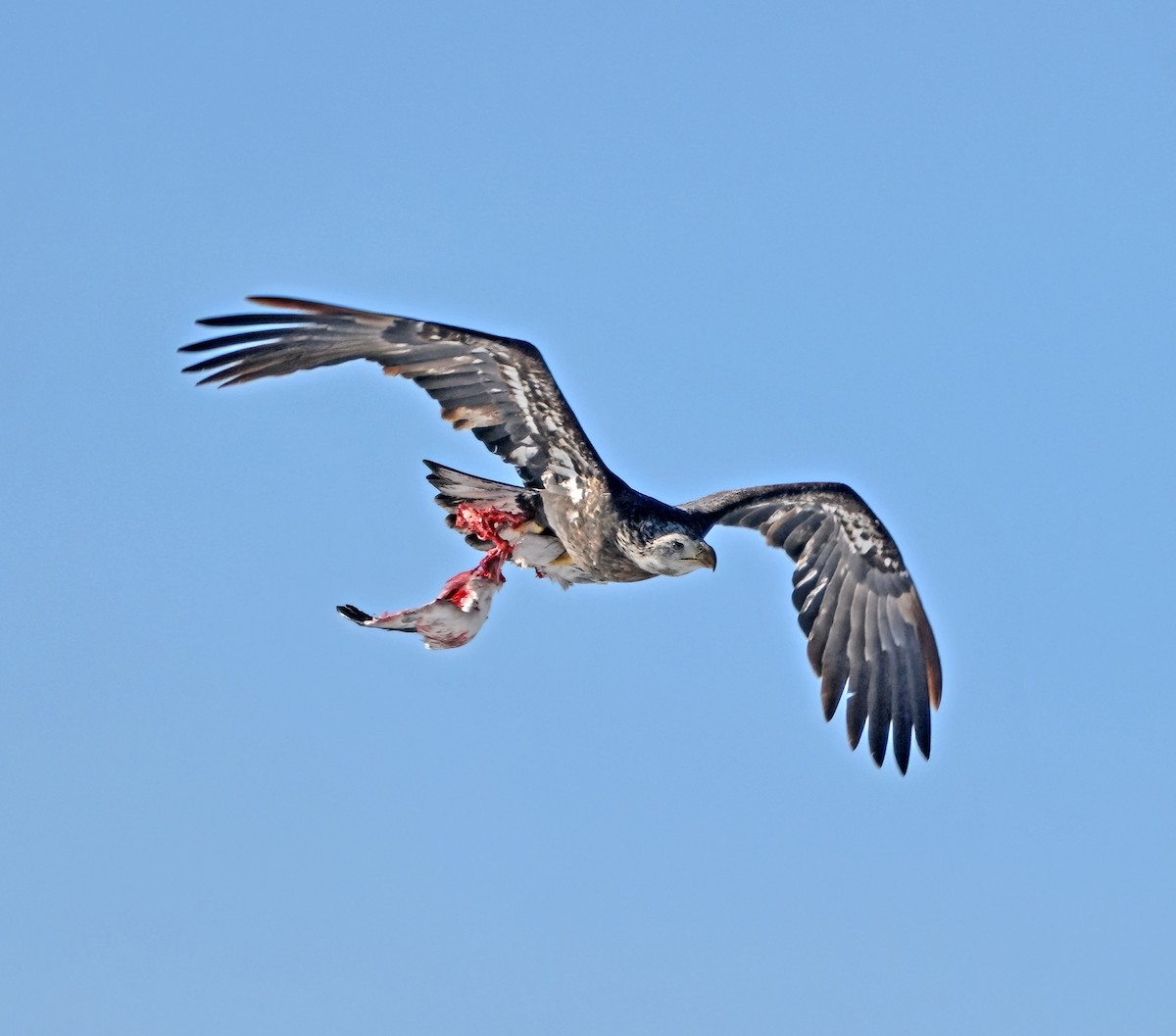 Bald Eagle - ML646425005