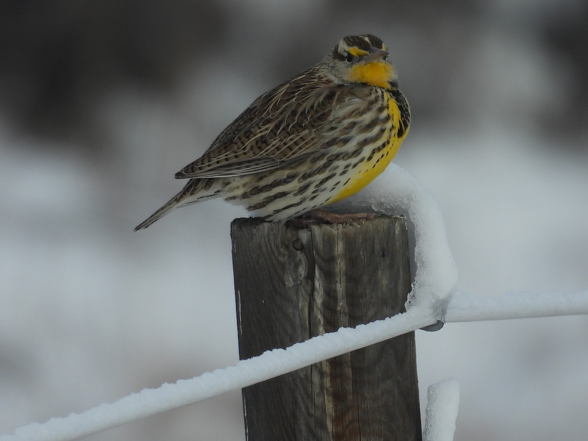 Western Meadowlark - ML646425006