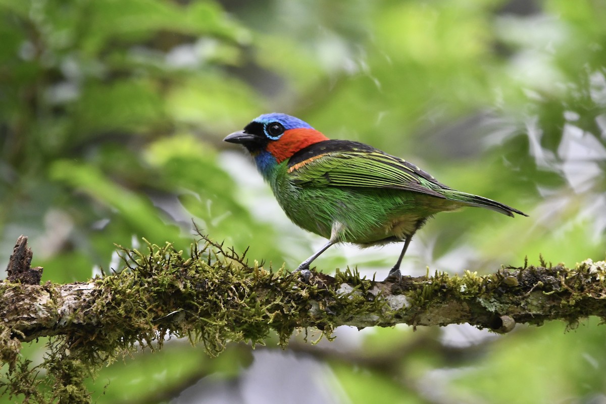 Red-necked Tanager - ML646425007