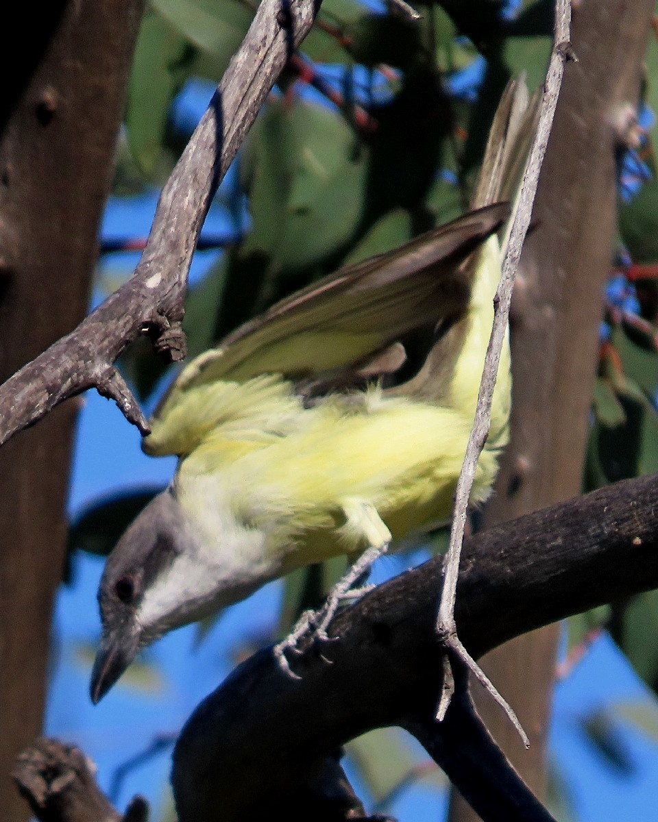 Thick-billed Kingbird - ML646425008