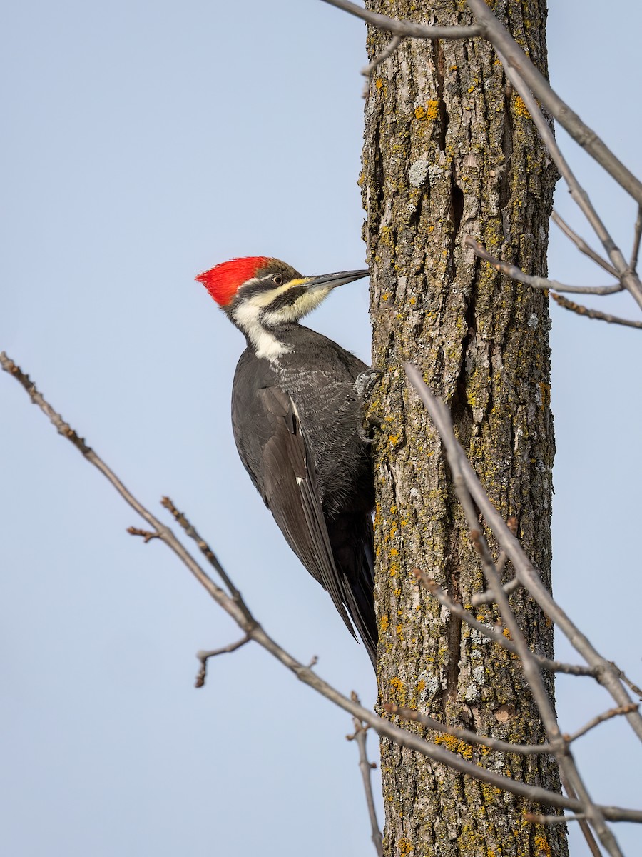 Pileated Woodpecker - ML646425009