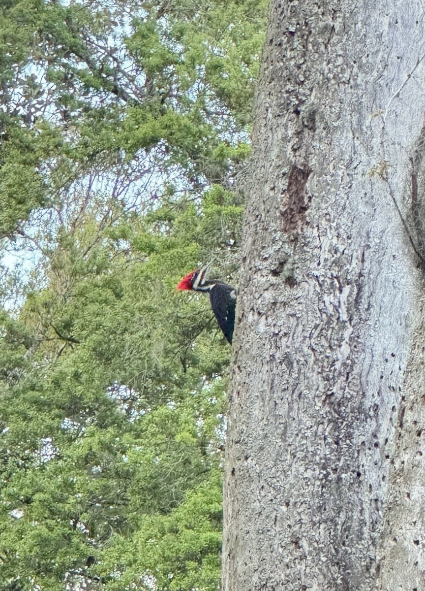 Жовна північна - ML646425010