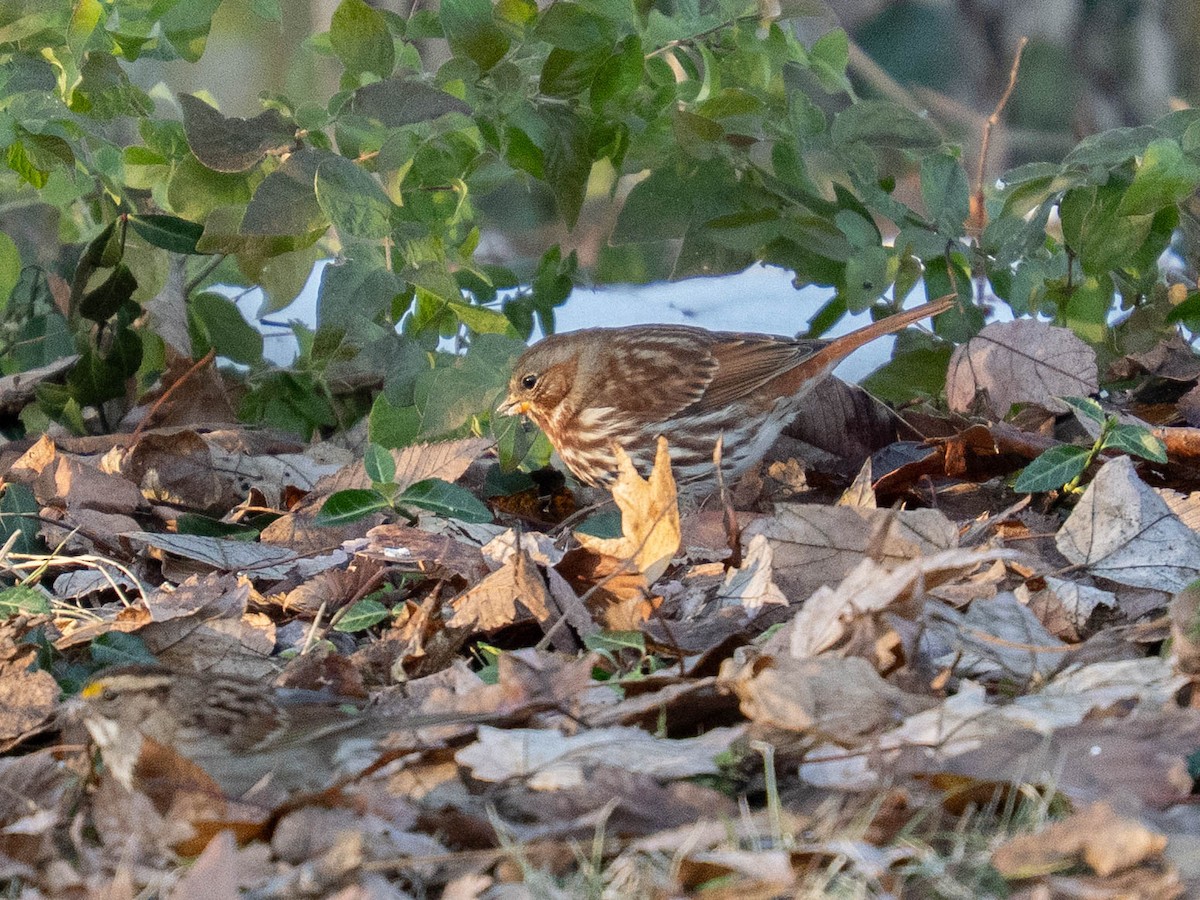 ゴマフスズメ - ML646425011