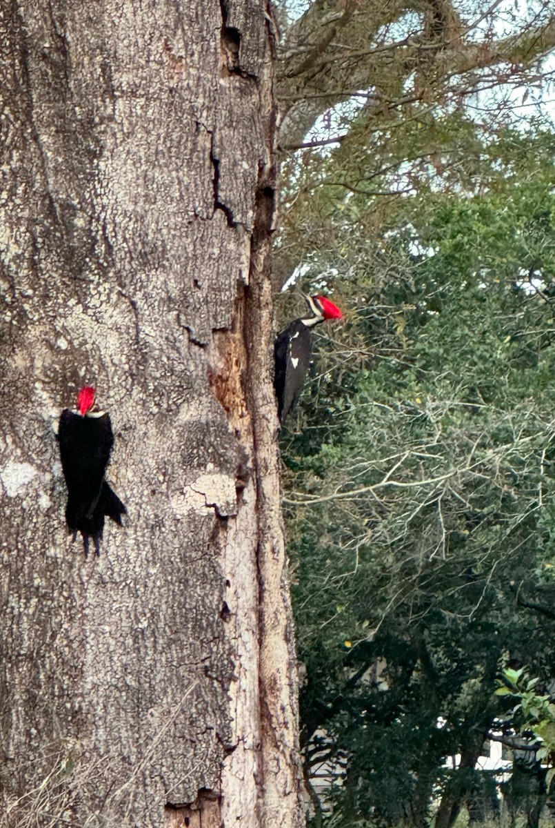 Жовна північна - ML646425012