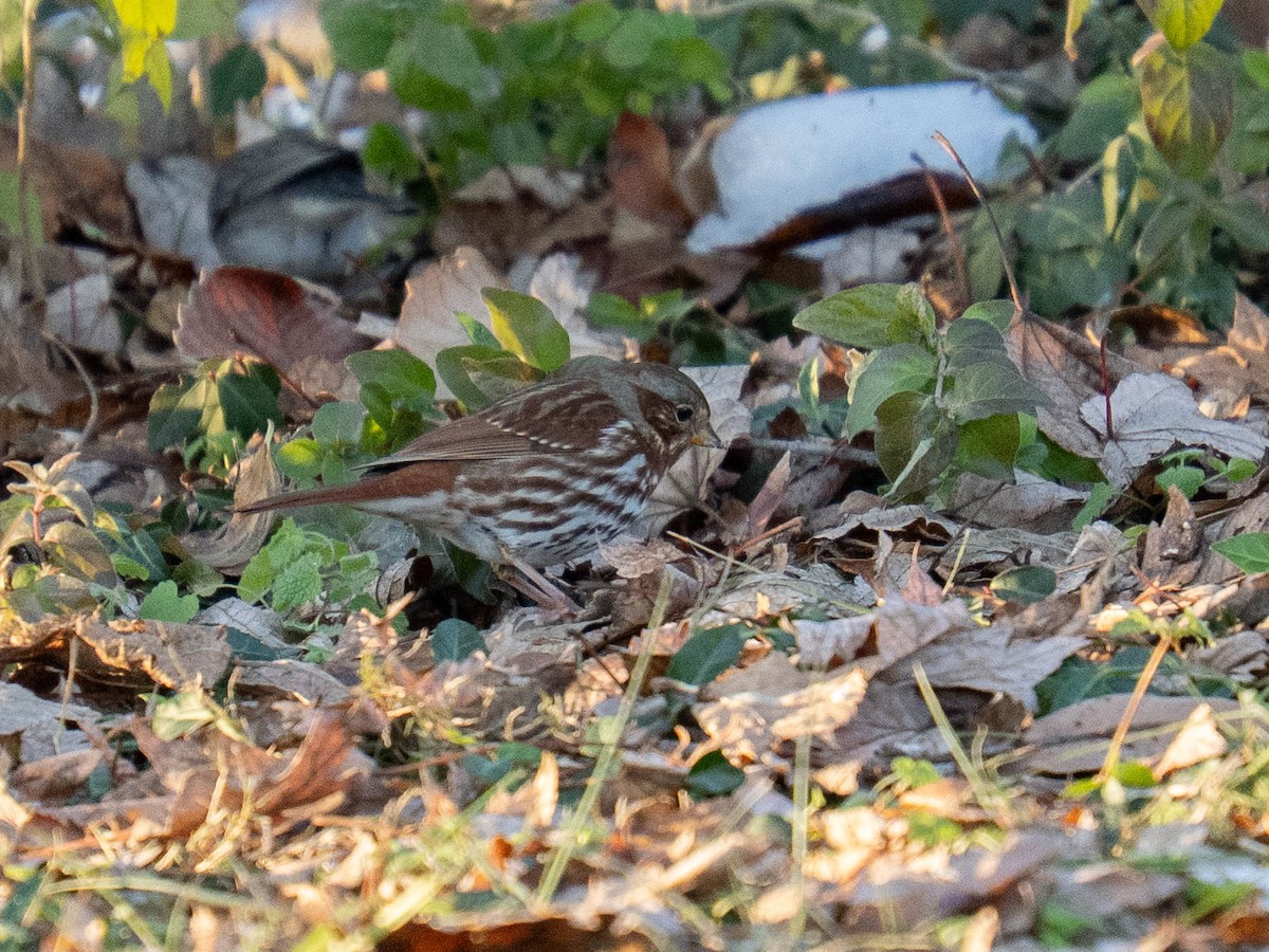 ゴマフスズメ - ML646425013