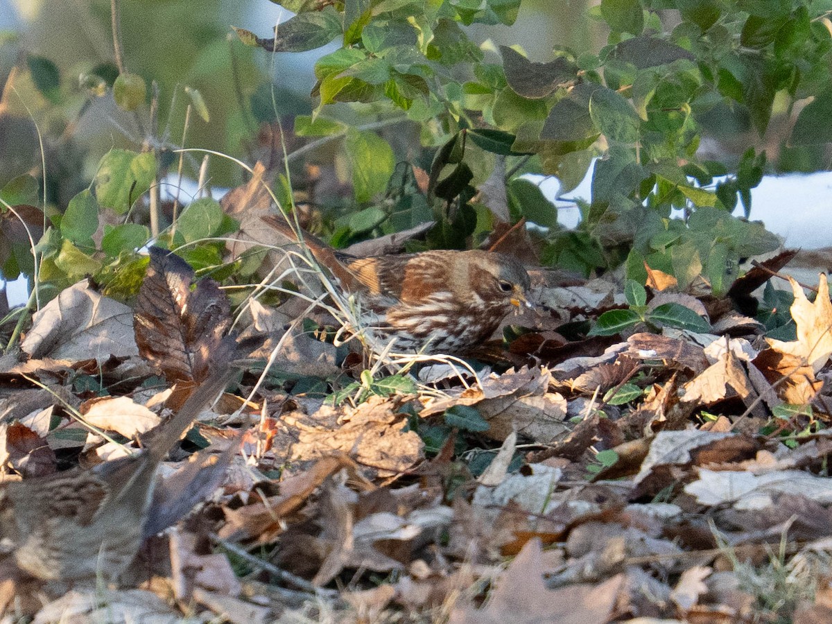 ゴマフスズメ - ML646425014