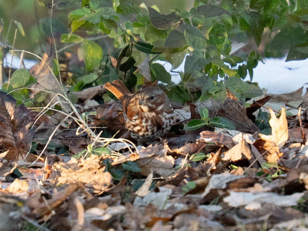 ゴマフスズメ - ML646425015