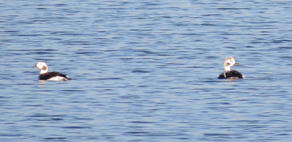 Long-tailed Duck - ML646425016