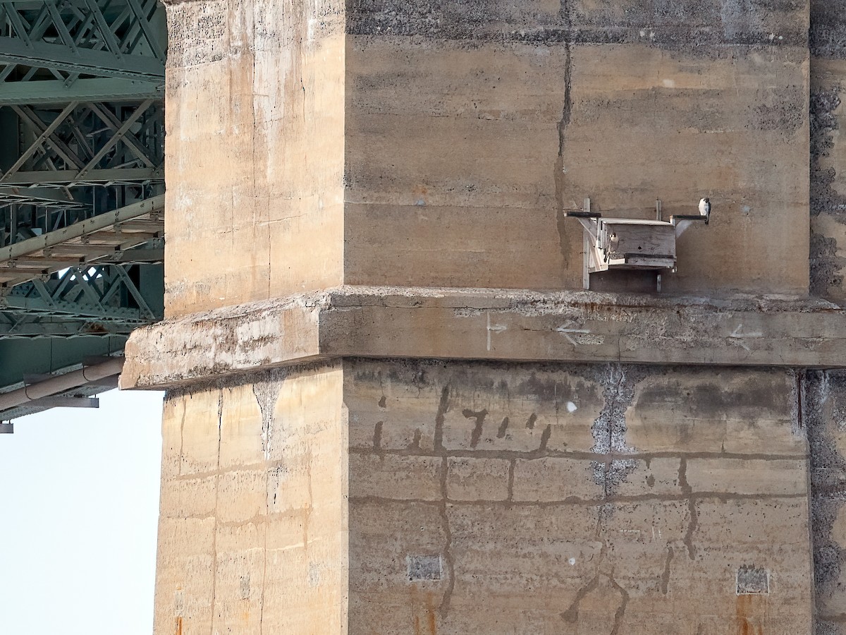 Peregrine Falcon - ML646425021