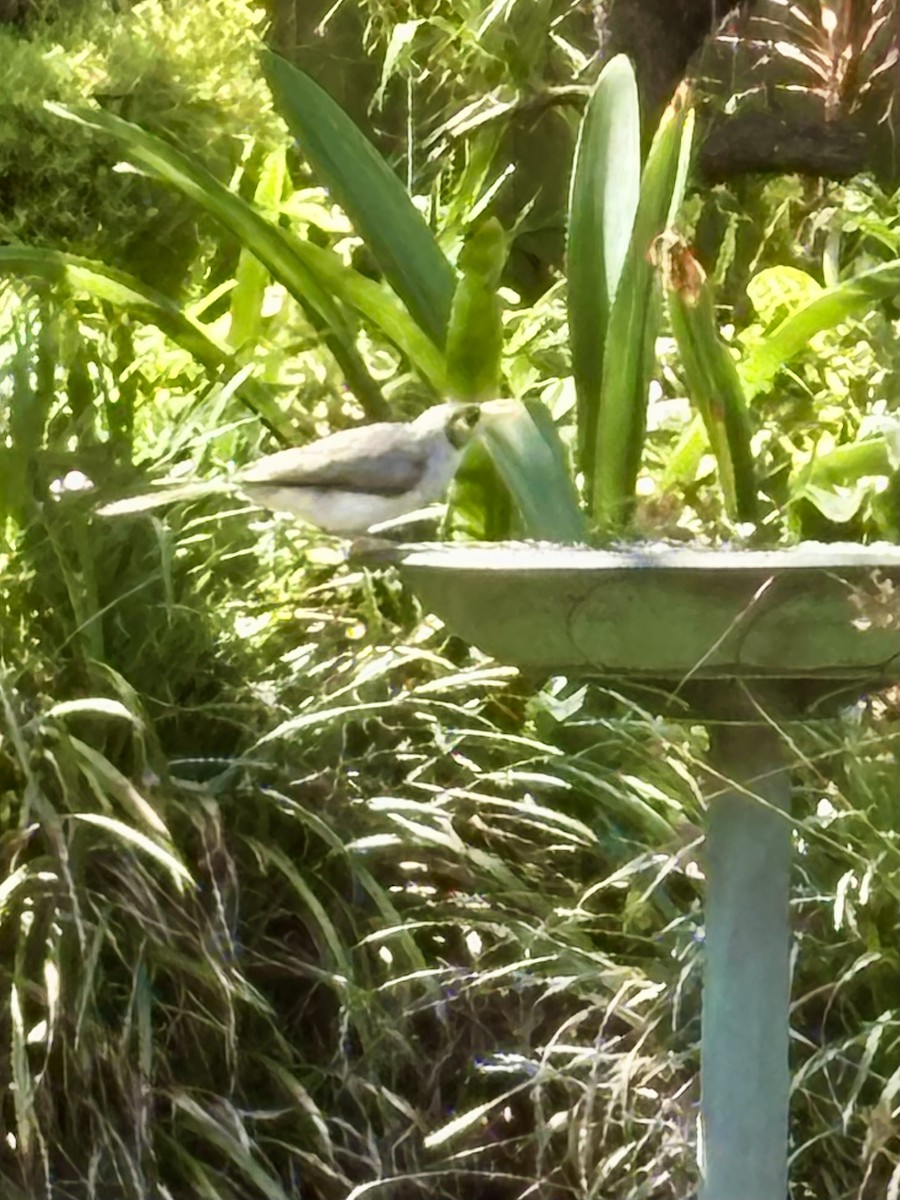 Noisy Miner - ML646425022