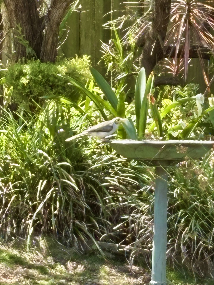 Noisy Miner - ML646425023