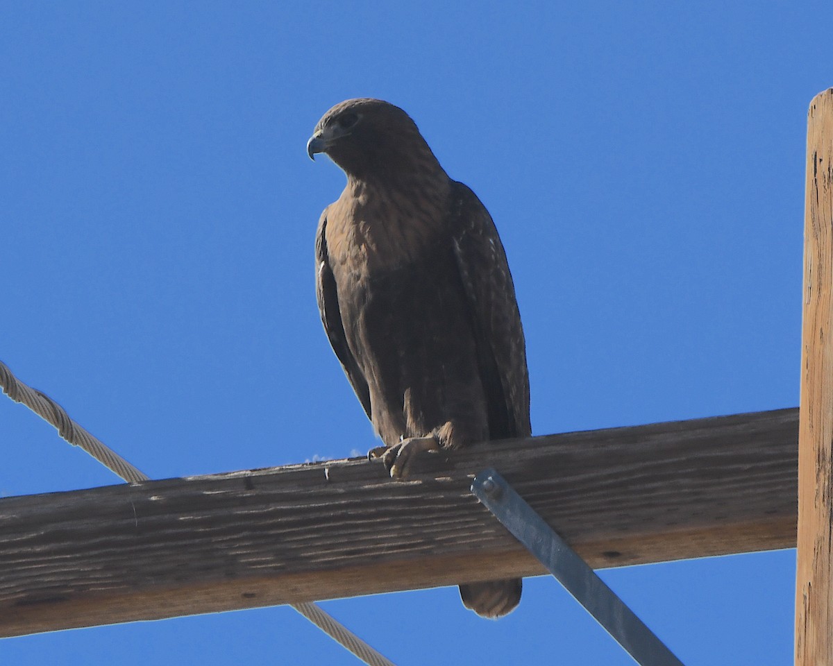 Red-tailed Hawk - ML646425024