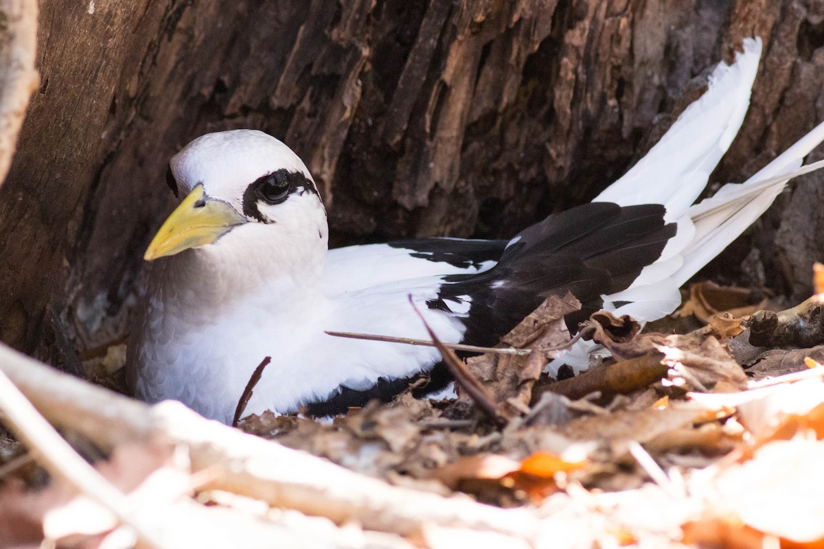 White-tailed Tropicbird - ML646425027