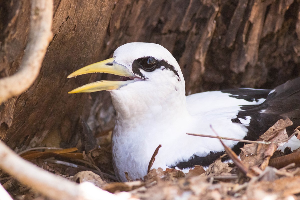White-tailed Tropicbird - ML646425028