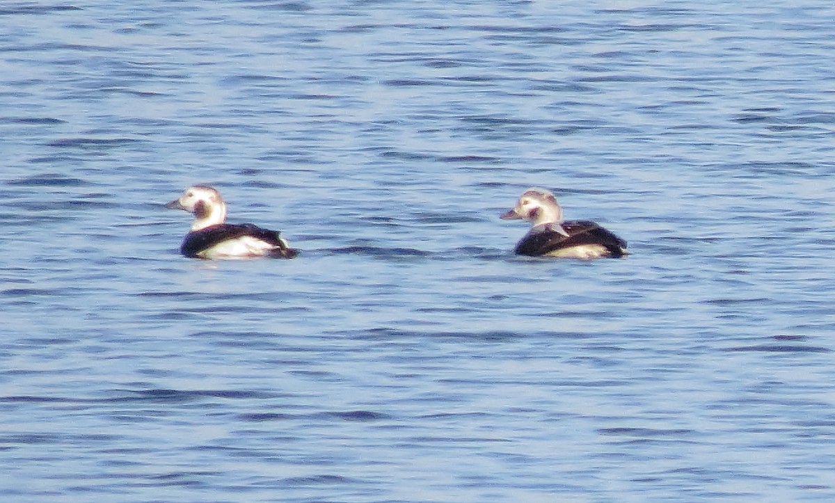 Long-tailed Duck - ML646425031