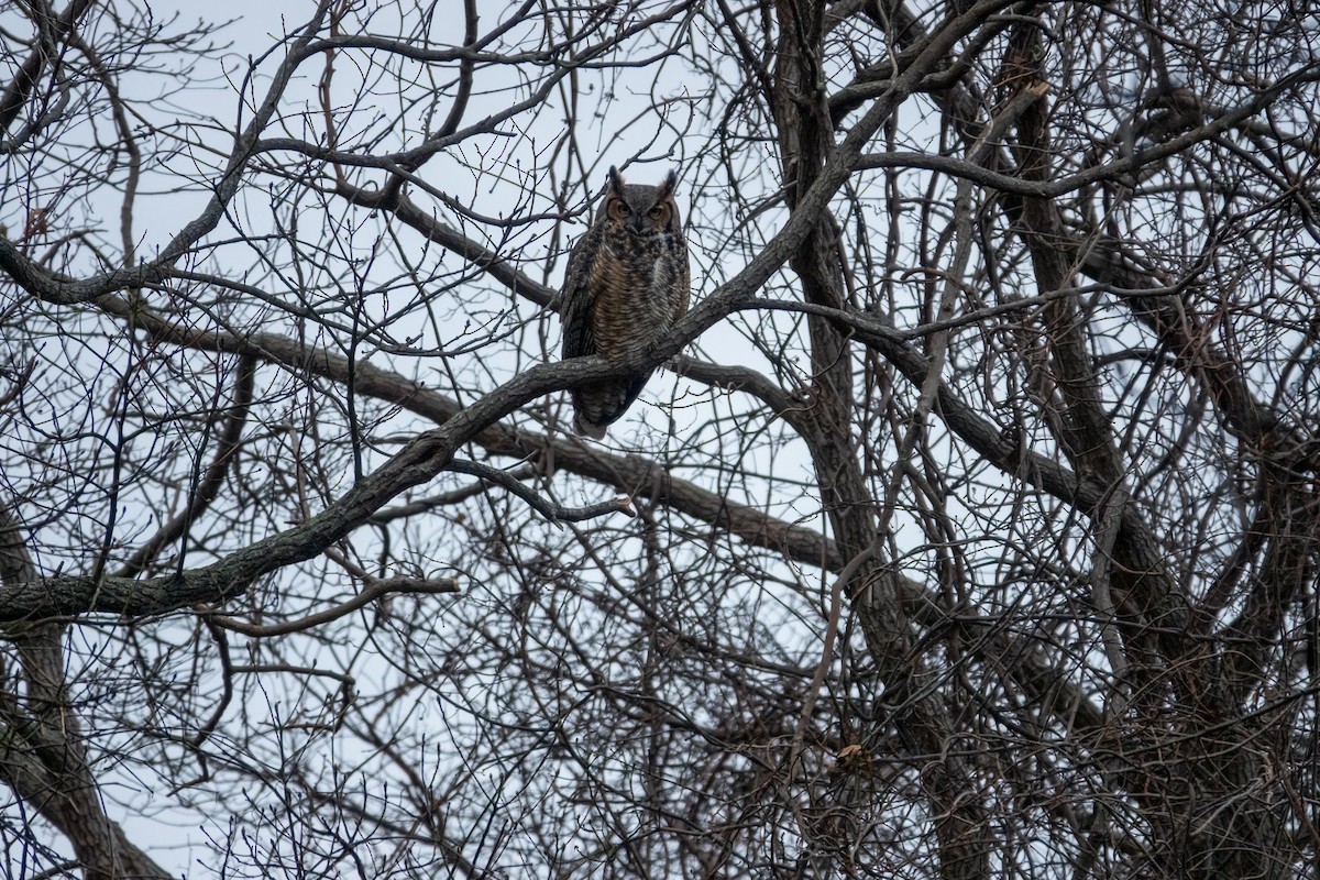 Great Horned Owl - ML646425032