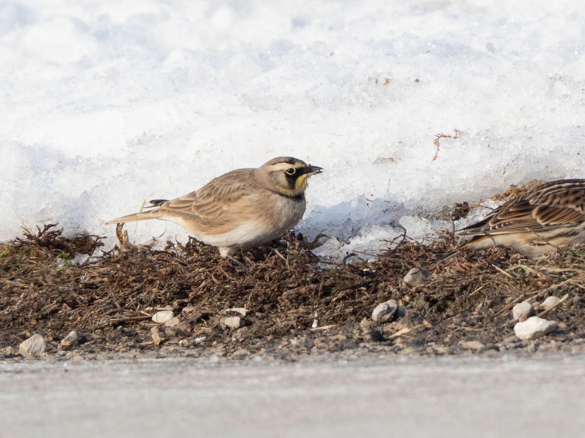 Horned Lark - ML646425033