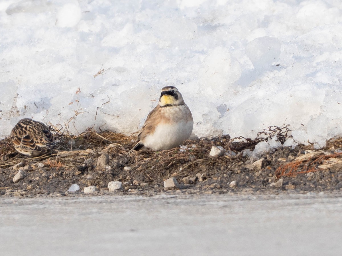 Horned Lark - ML646425034