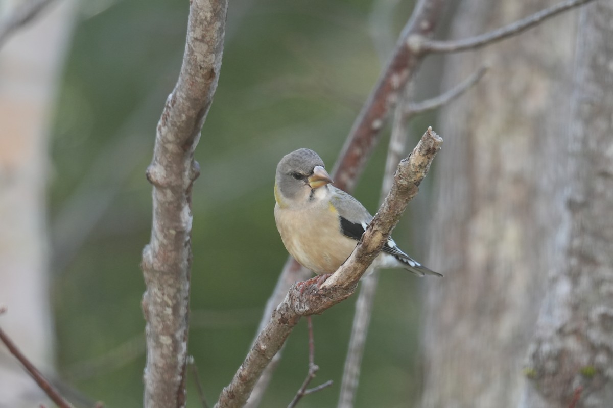 Evening Grosbeak - ML646425035
