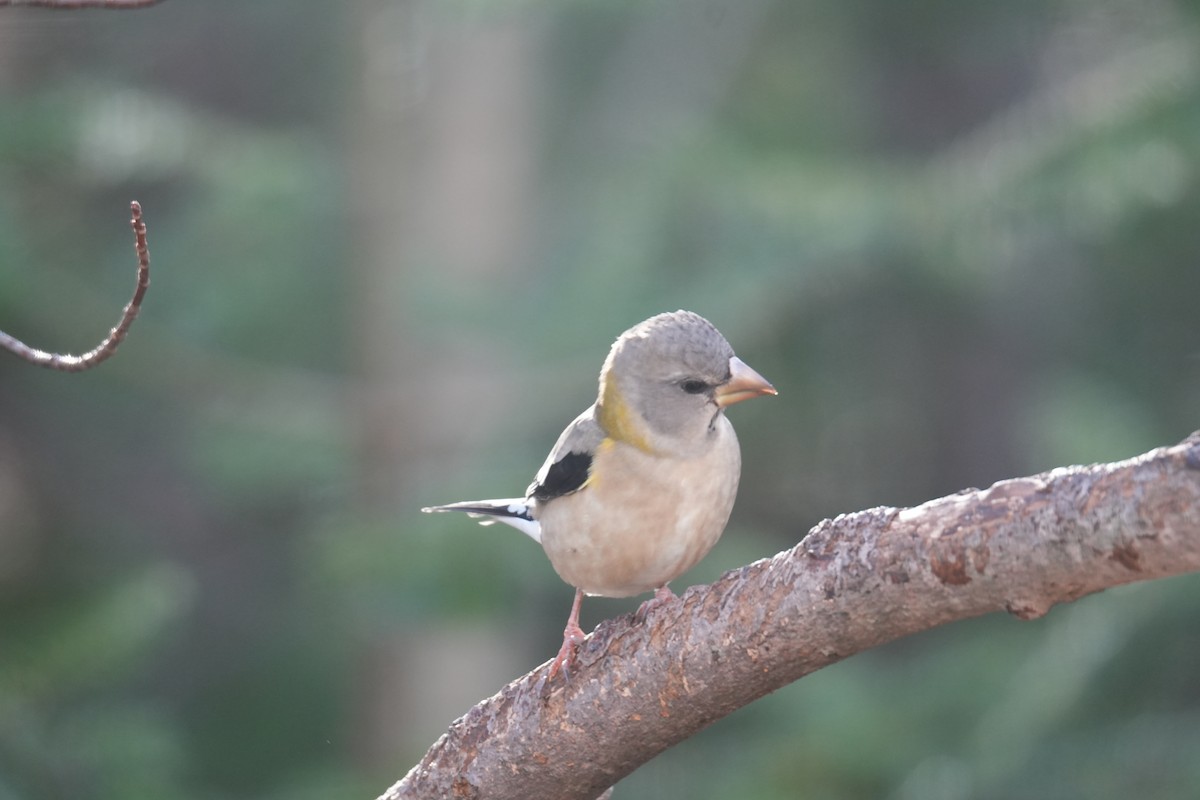 Evening Grosbeak - ML646425036