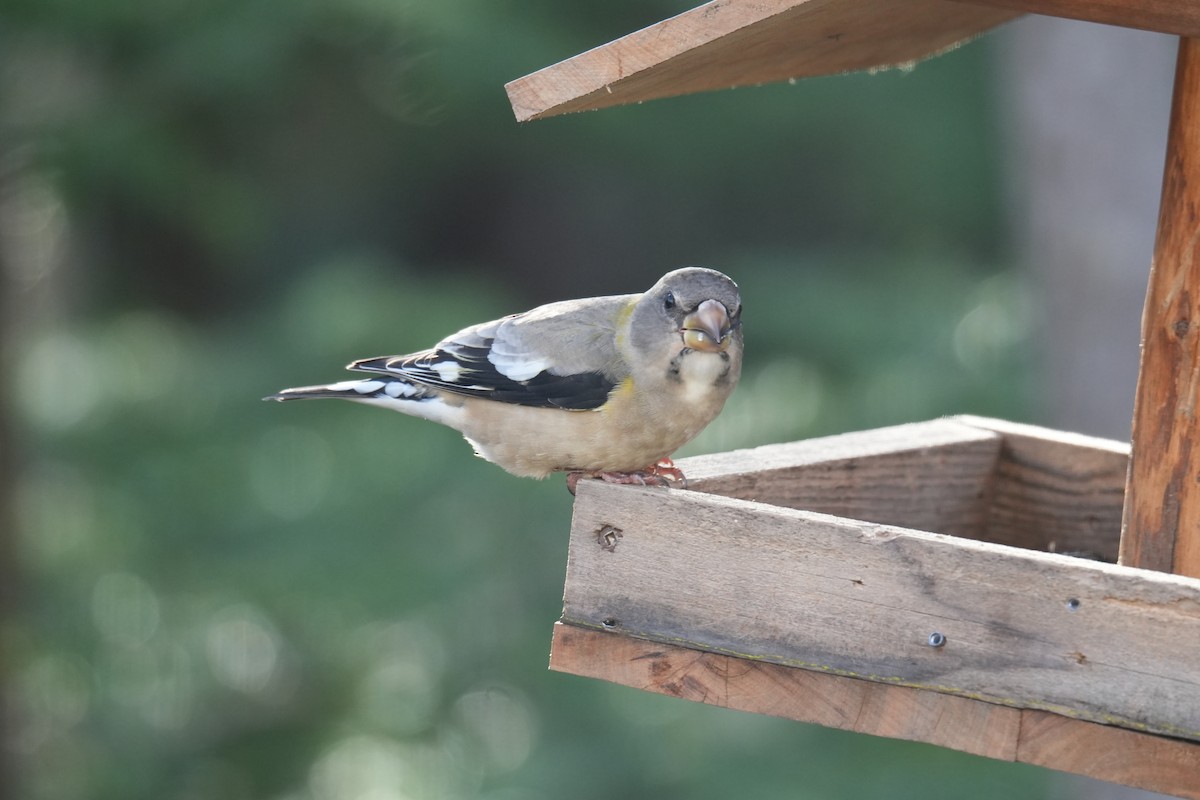 Evening Grosbeak - ML646425037