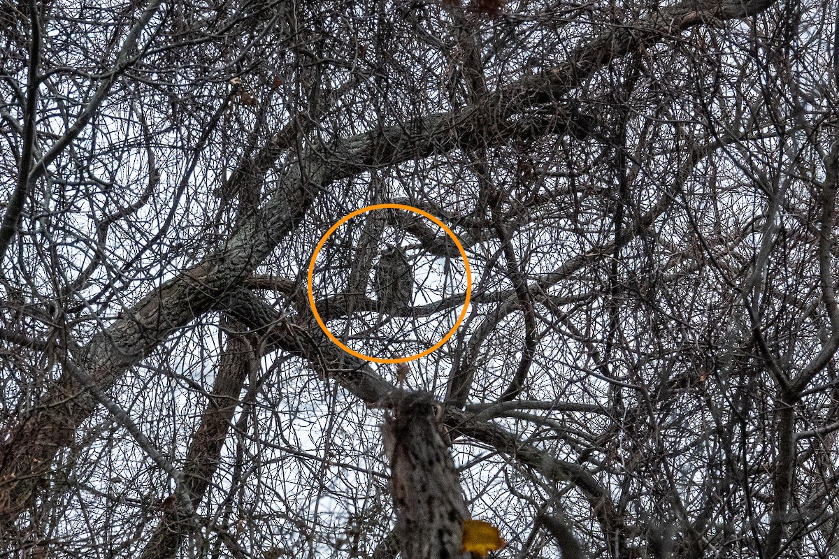 Great Horned Owl - ML646425042