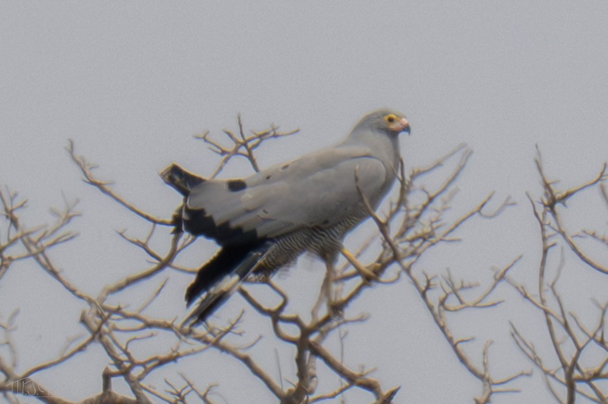 jestřábovec pochopovitý - ML646425043
