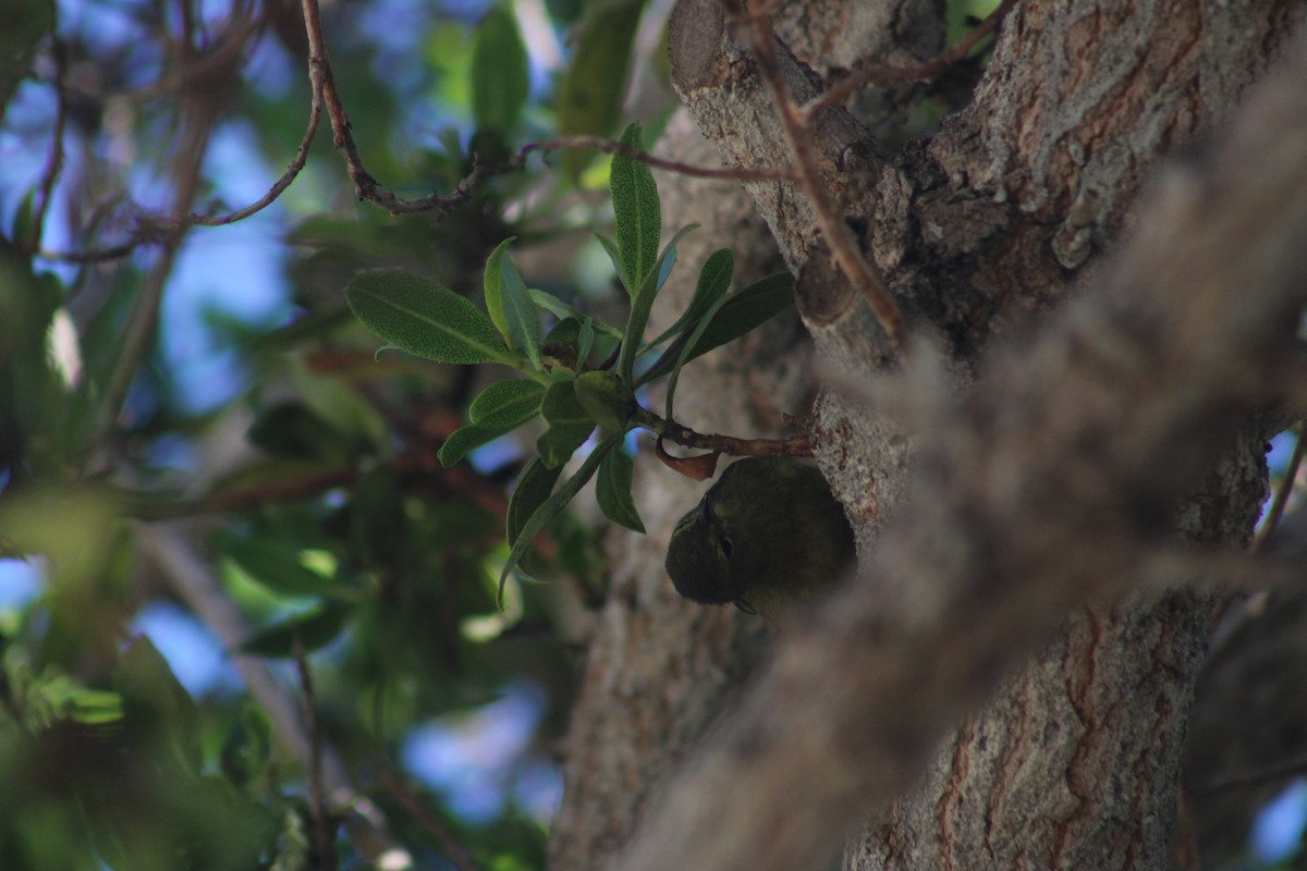 Orange-crowned Warbler - ML646425045