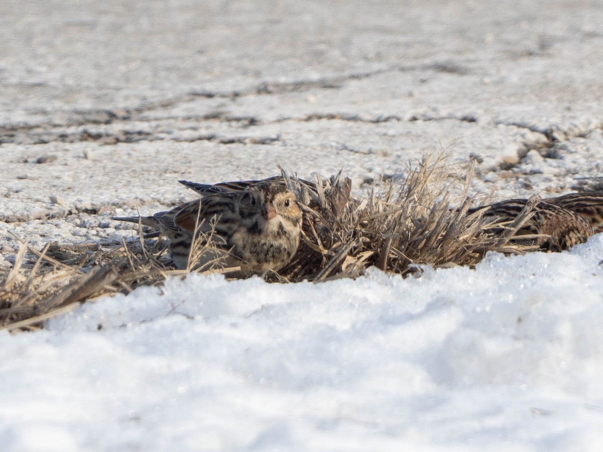 Lapland Longspur - ML646425046