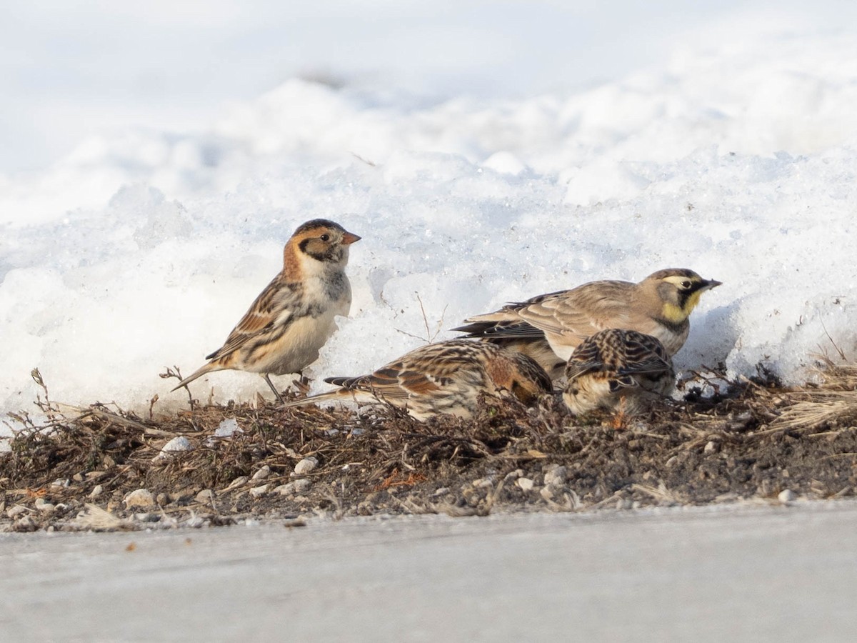 Lapland Longspur - ML646425047