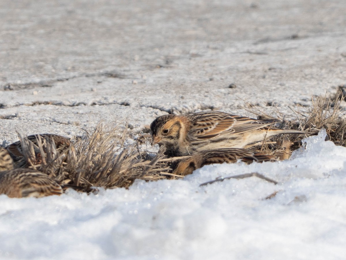 Lapland Longspur - ML646425048