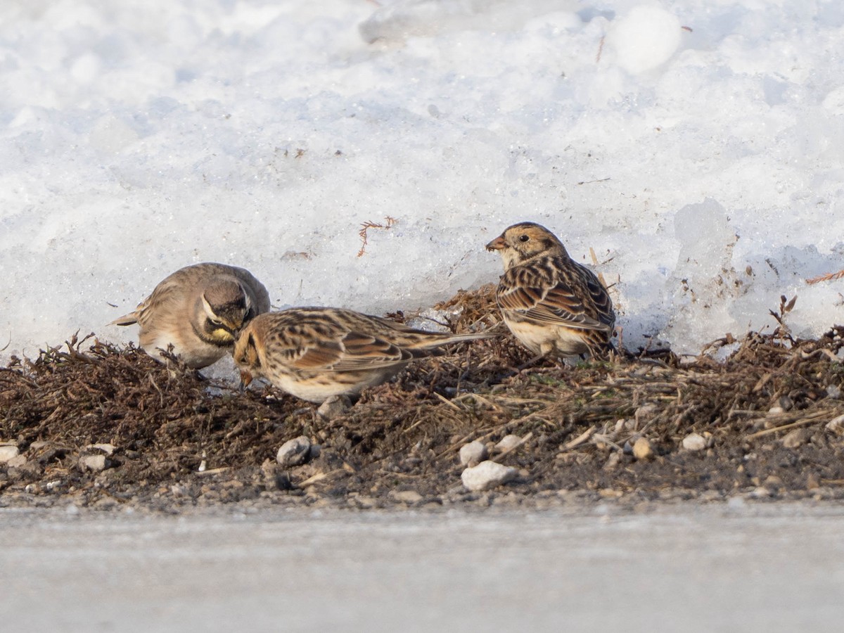 Lapland Longspur - ML646425049