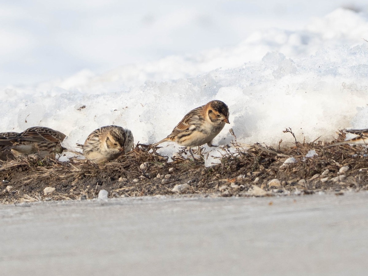 Lapland Longspur - ML646425050