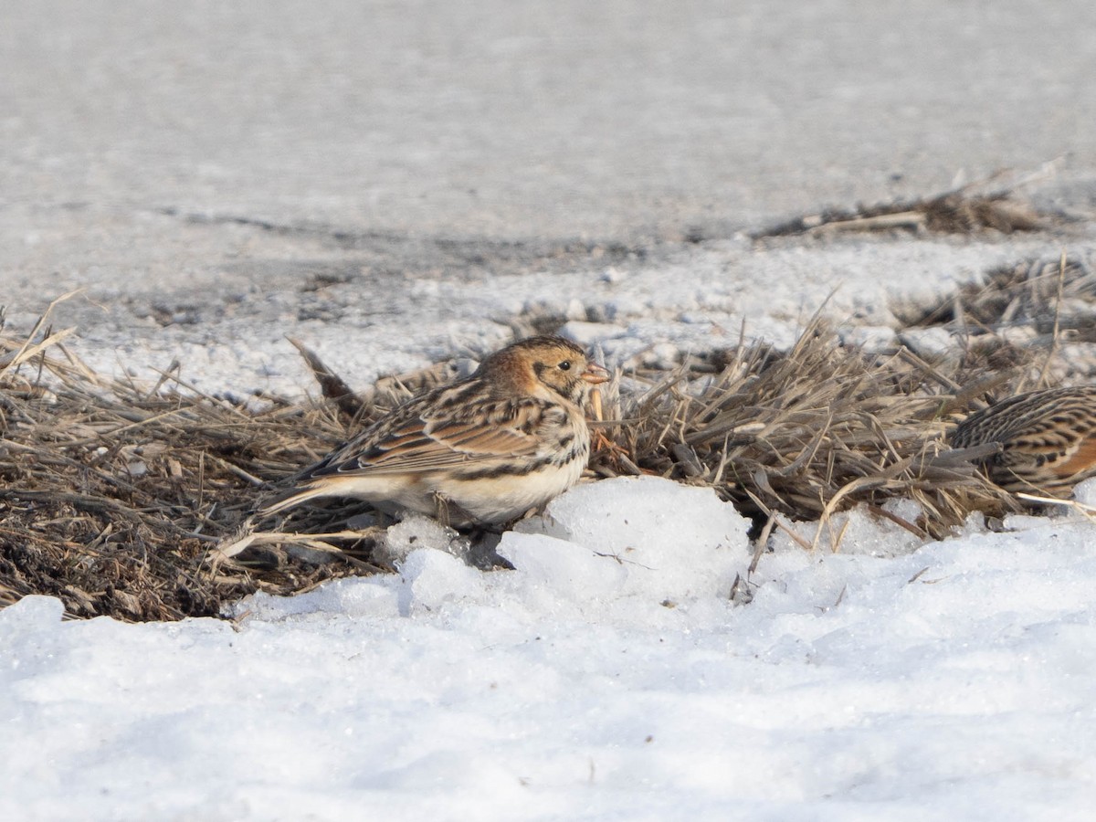 Lapland Longspur - ML646425051