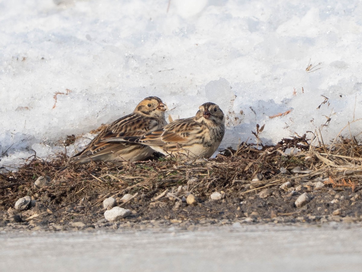 Lapland Longspur - ML646425052