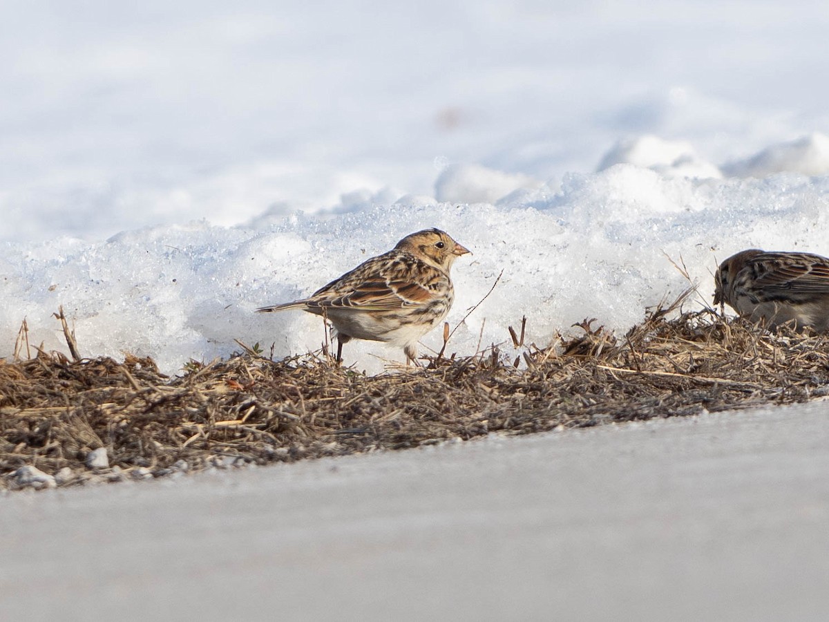 Lapland Longspur - ML646425053