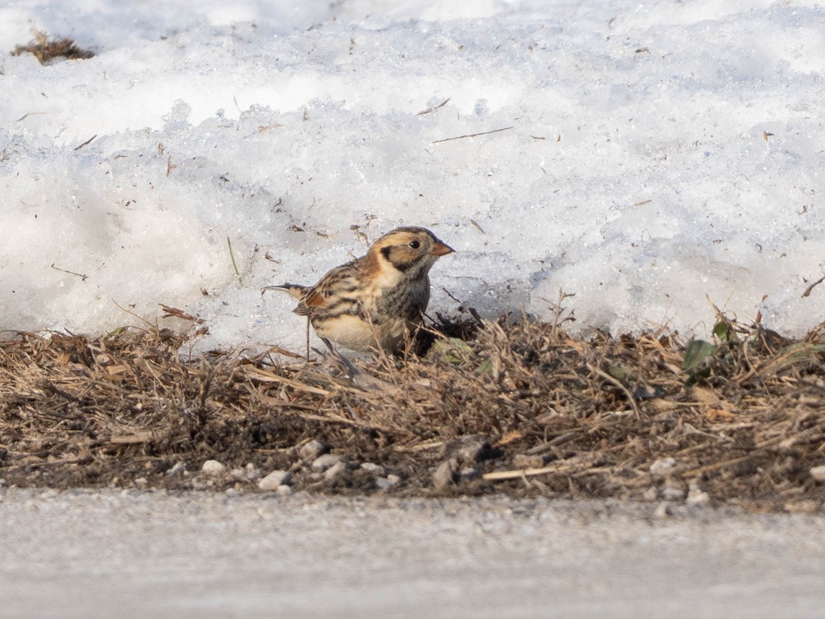 Lapland Longspur - ML646425054