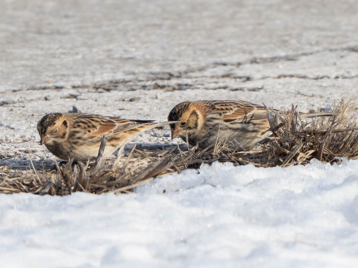 Lapland Longspur - ML646425055