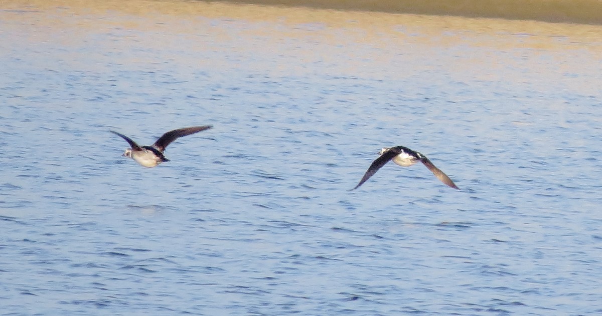 Long-tailed Duck - ML646425056