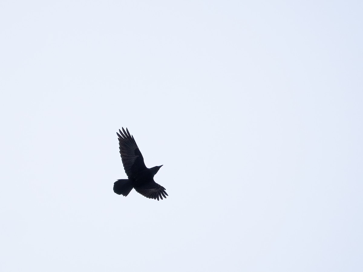 Common Raven - ML646425057