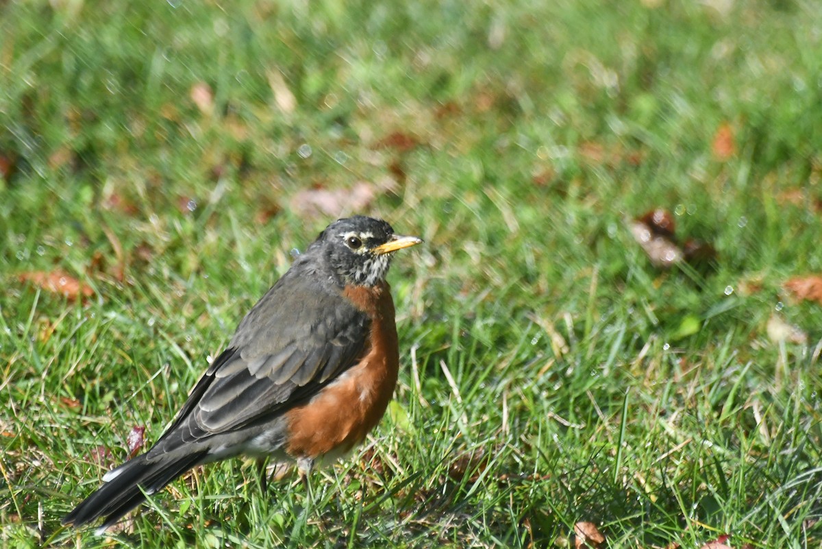 Wanderdrossel - ML646425059