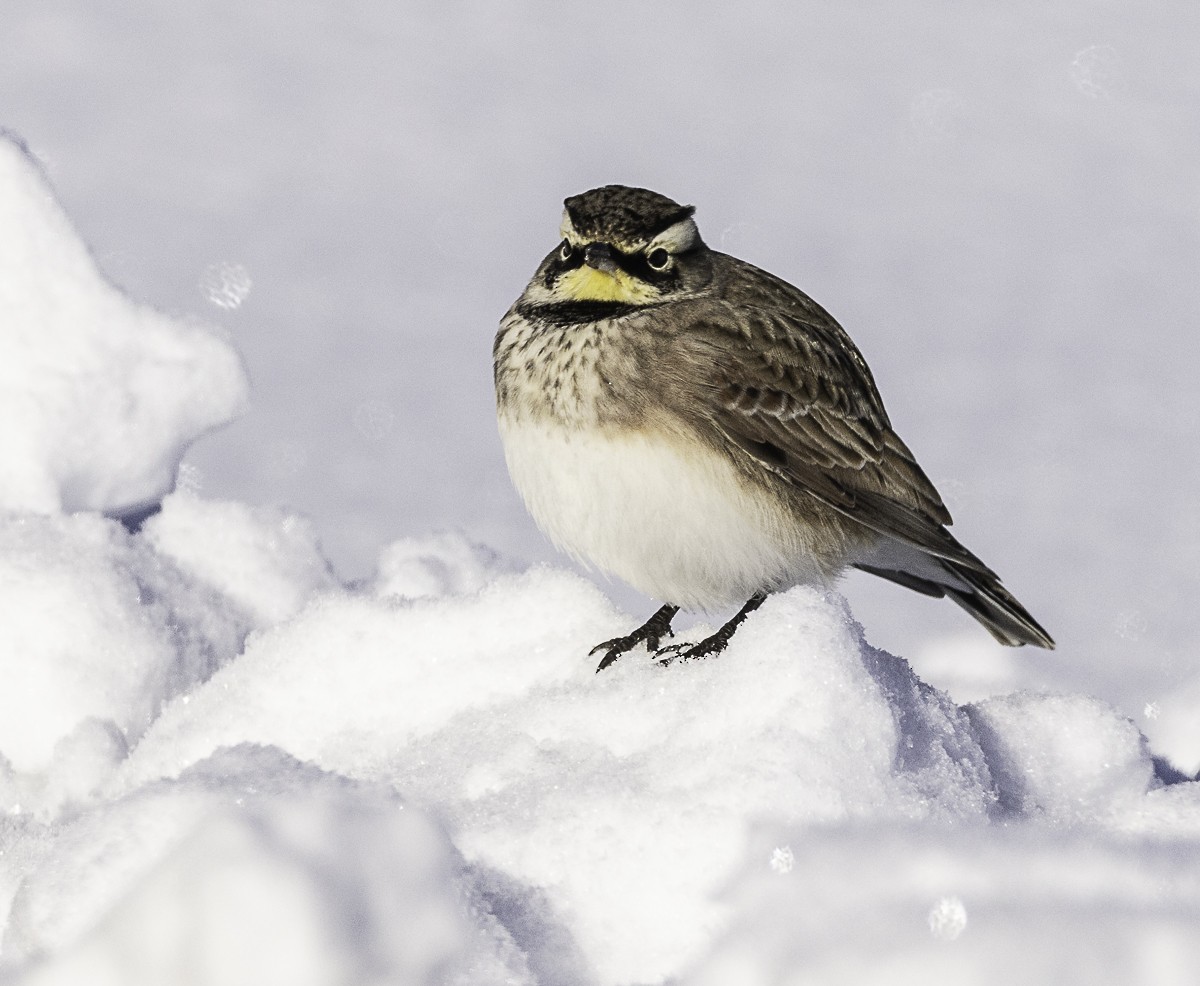Horned Lark - ML646425060